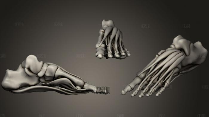 Foot Muscles 3d stl модель для ЧПУ